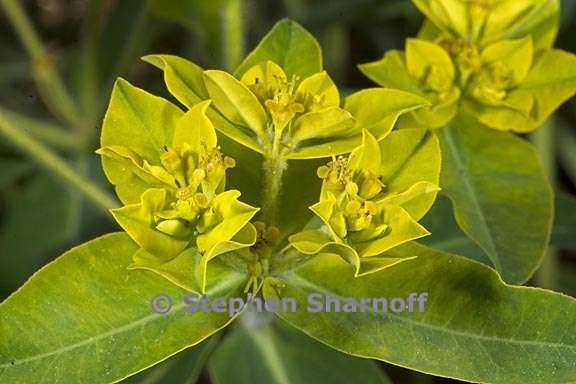 euphorbia oblongata 4 graphic